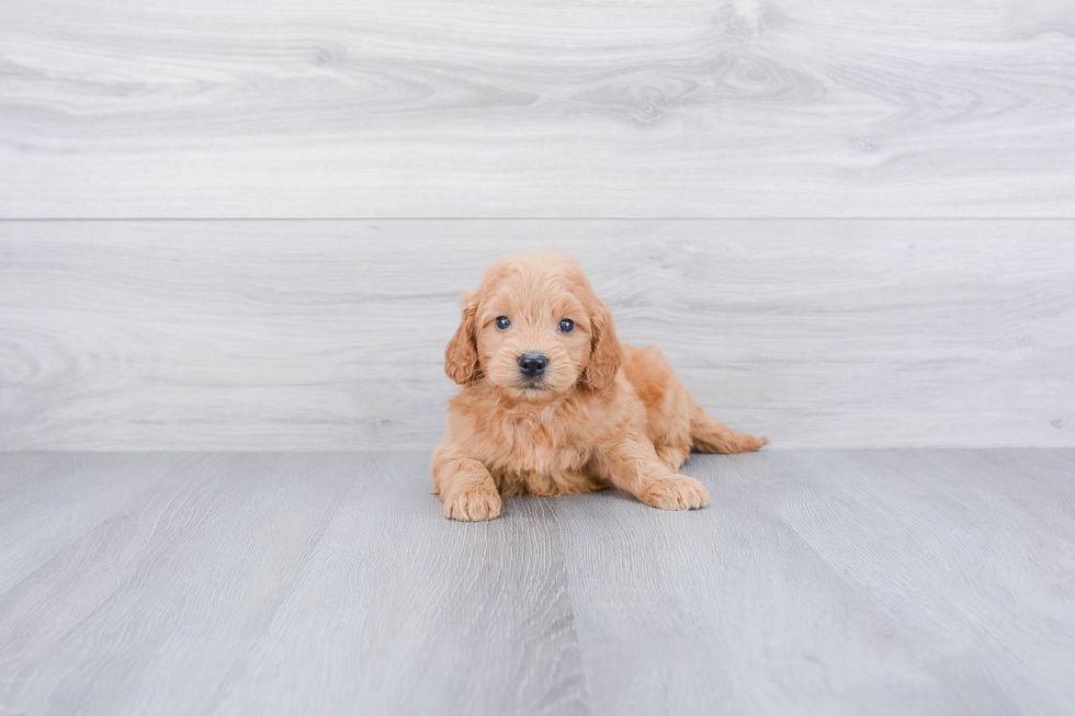 Sweet Mini Goldendoodle Baby