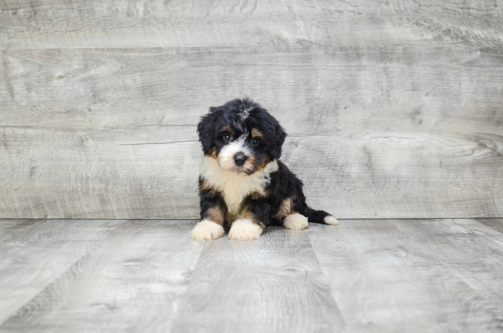 Cute Mini Bernedoodle Baby