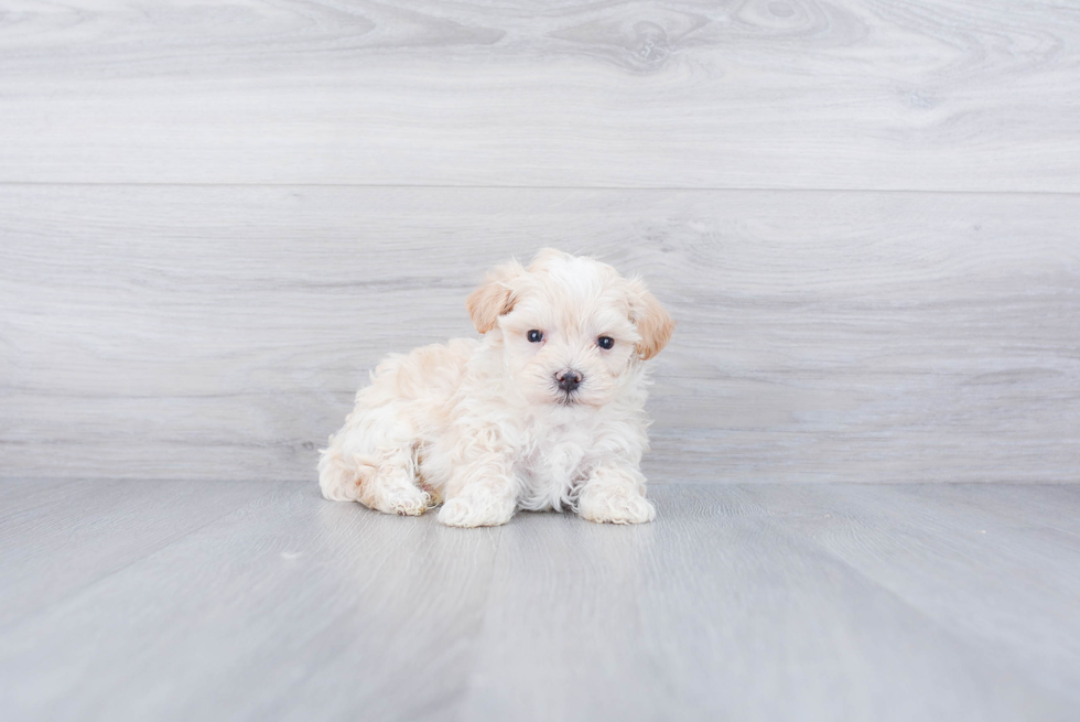 Little Maltepoo Poodle Mix Puppy