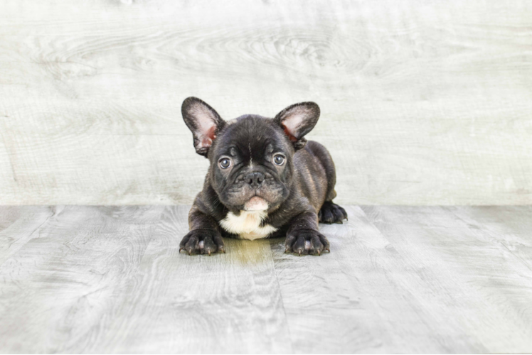 Friendly French Bulldog Baby