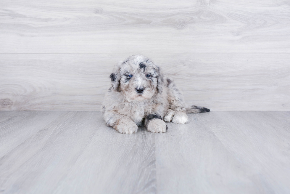 Popular Mini Bernedoodle Poodle Mix Pup