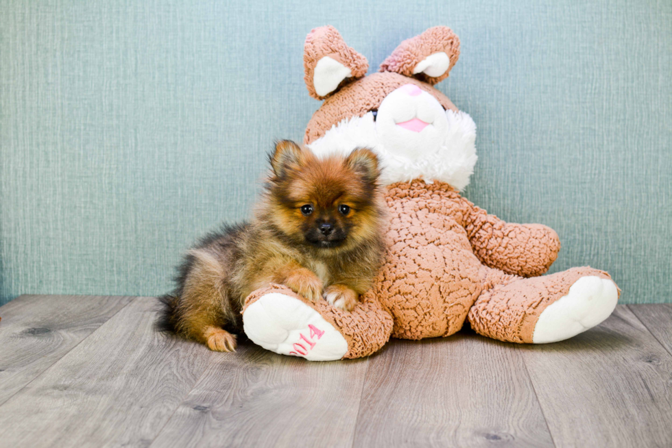 Pomeranian Puppy for Adoption