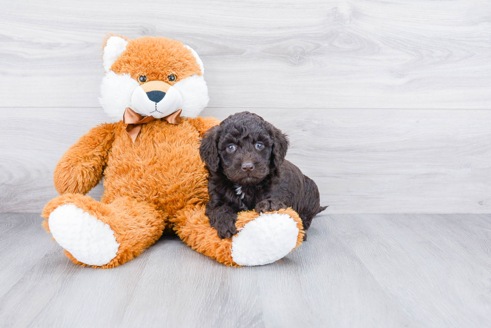 Happy Mini Goldendoodle Baby