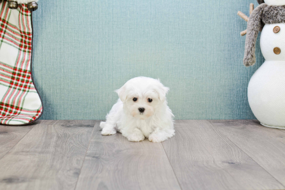 Happy Maltese Purebred Puppy