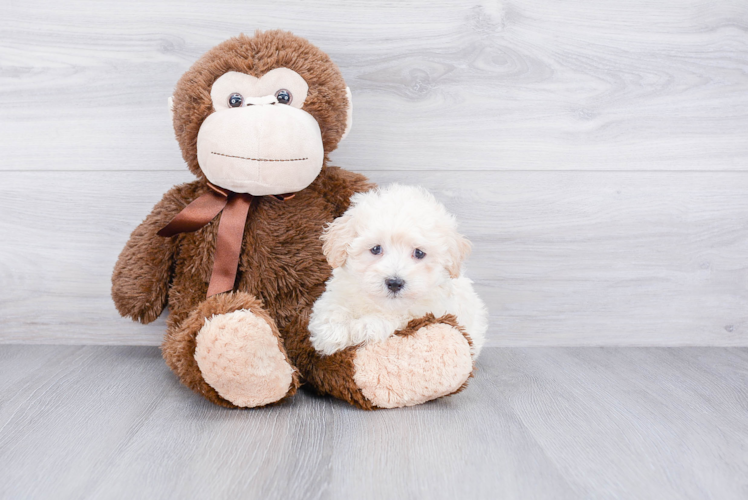 Smart Maltipoo Poodle Mix Pup