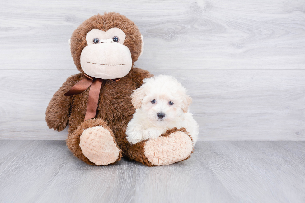 Smart Maltipoo Poodle Mix Pup