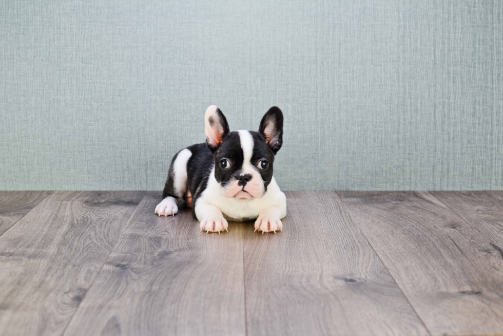 Smart Frenchie Purebred Puppy