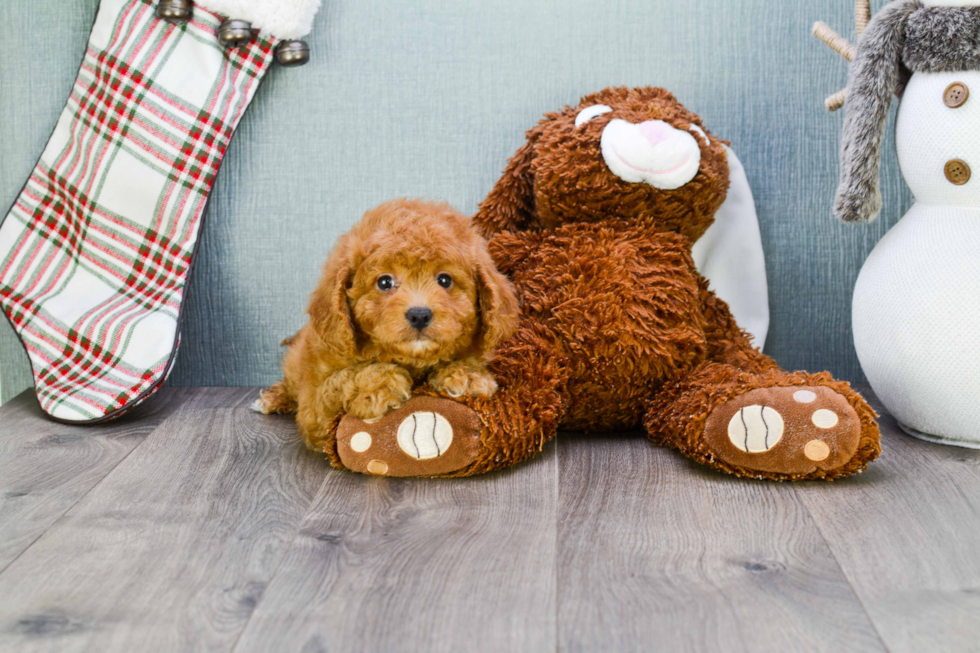 Fluffy Cavapoo Poodle Mix Pup