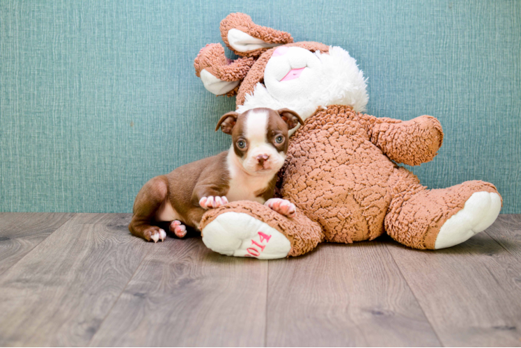 Funny Boston Terrier Baby