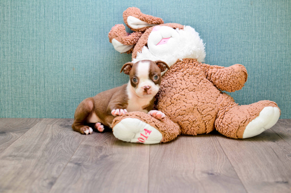 Funny Boston Terrier Baby
