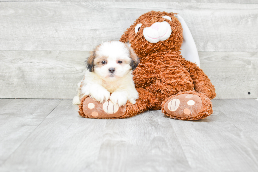 Teddy Bear Pup Being Cute