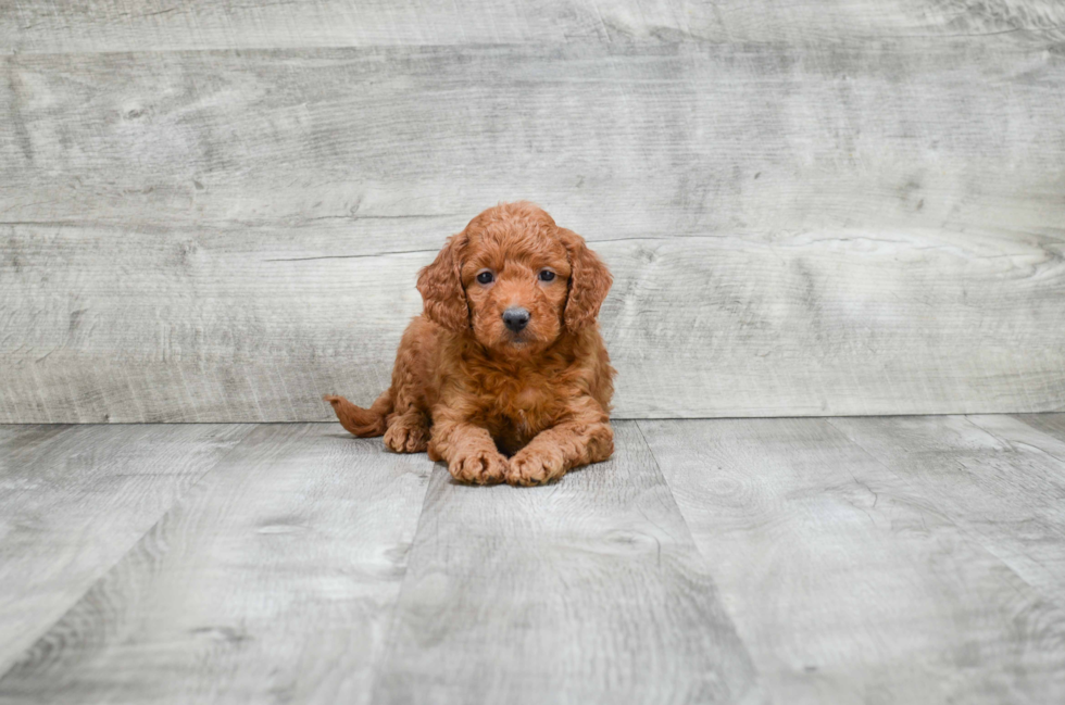 Mini Goldendoodle Puppy for Adoption