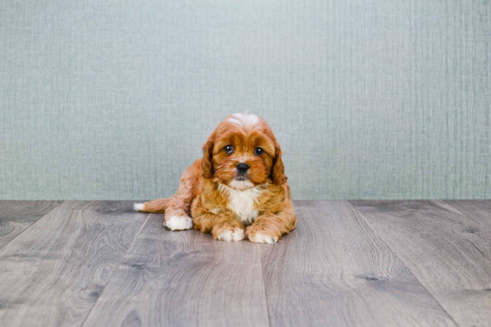 Cavapoo Puppy for Adoption