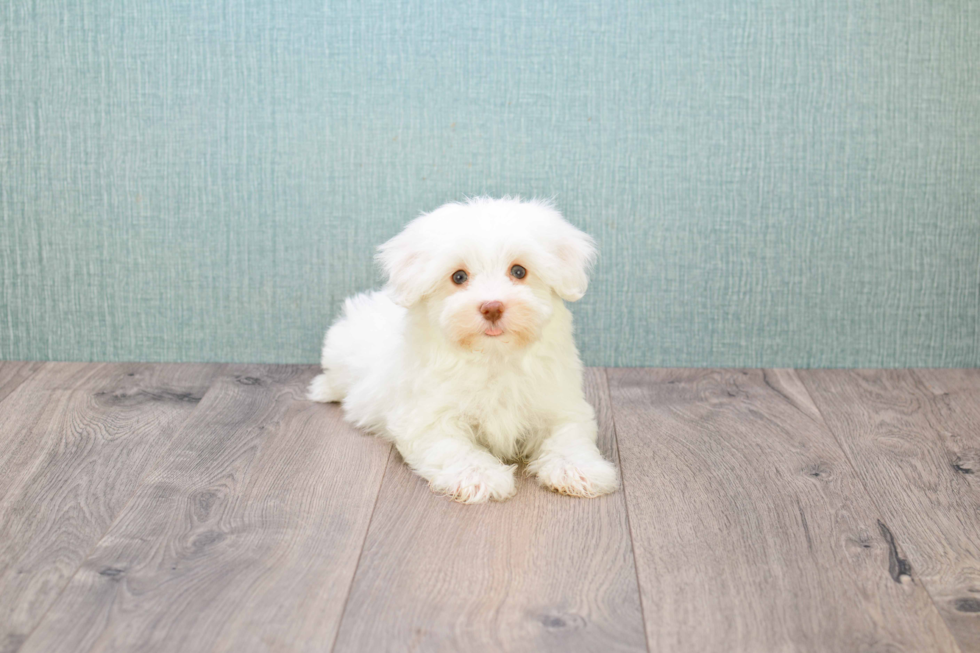 Akc Registered Havanese Baby