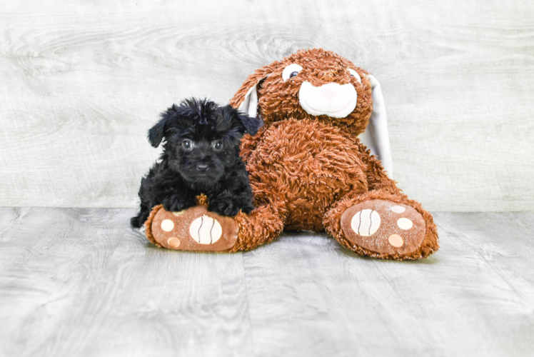 Hypoallergenic Yorkie Doodle Poodle Mix Puppy