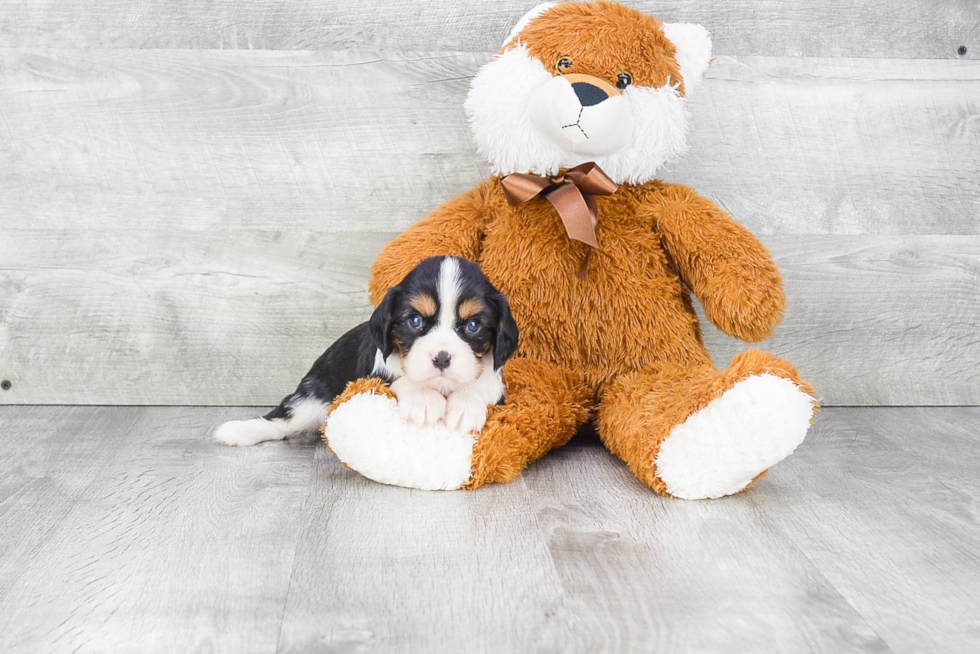 Hypoallergenic Cavalier King Charles Spaniel Baby