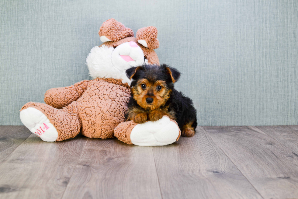 Meet Joey - our Yorkshire Terrier Puppy Photo 