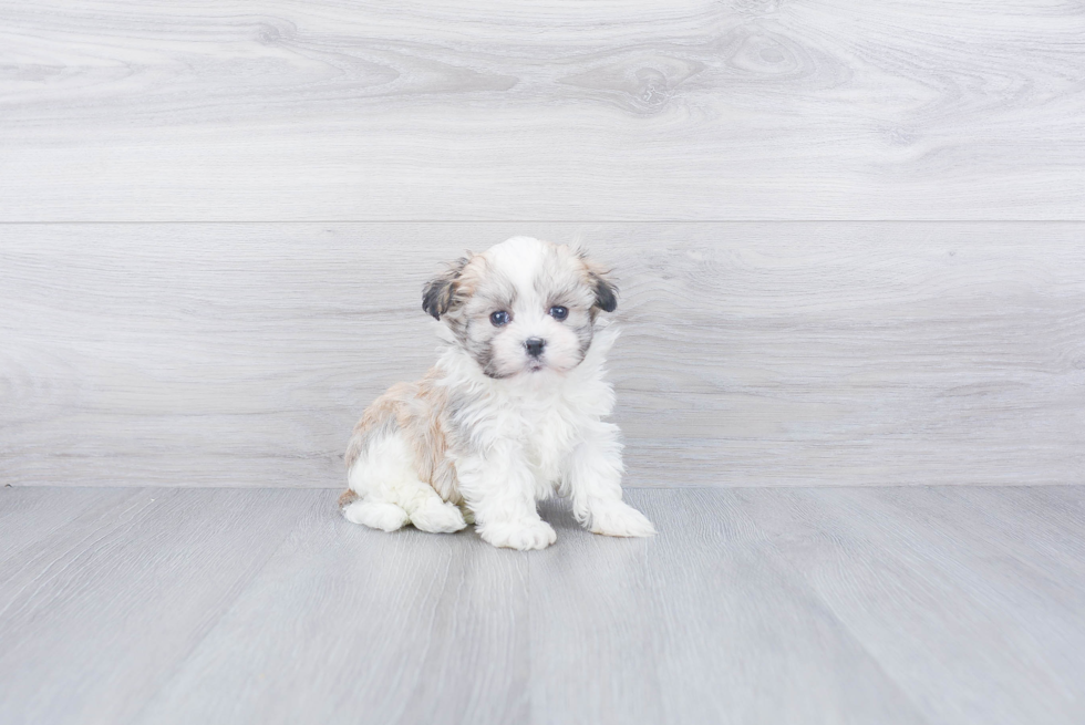 Energetic Havanese Purebred Puppy