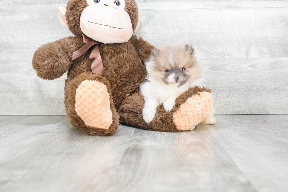 Energetic Pomeranian Purebred Puppy