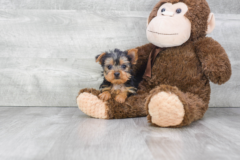 Meet Rhianna - our Yorkshire Terrier Puppy Photo 