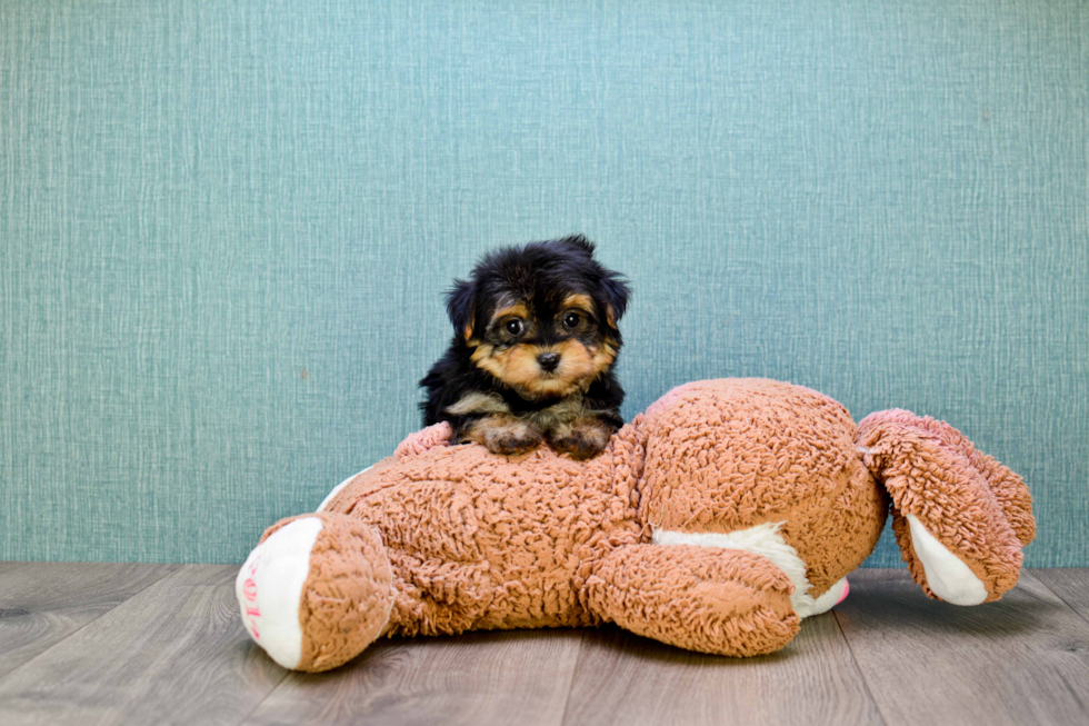 Morkie Pup Being Cute