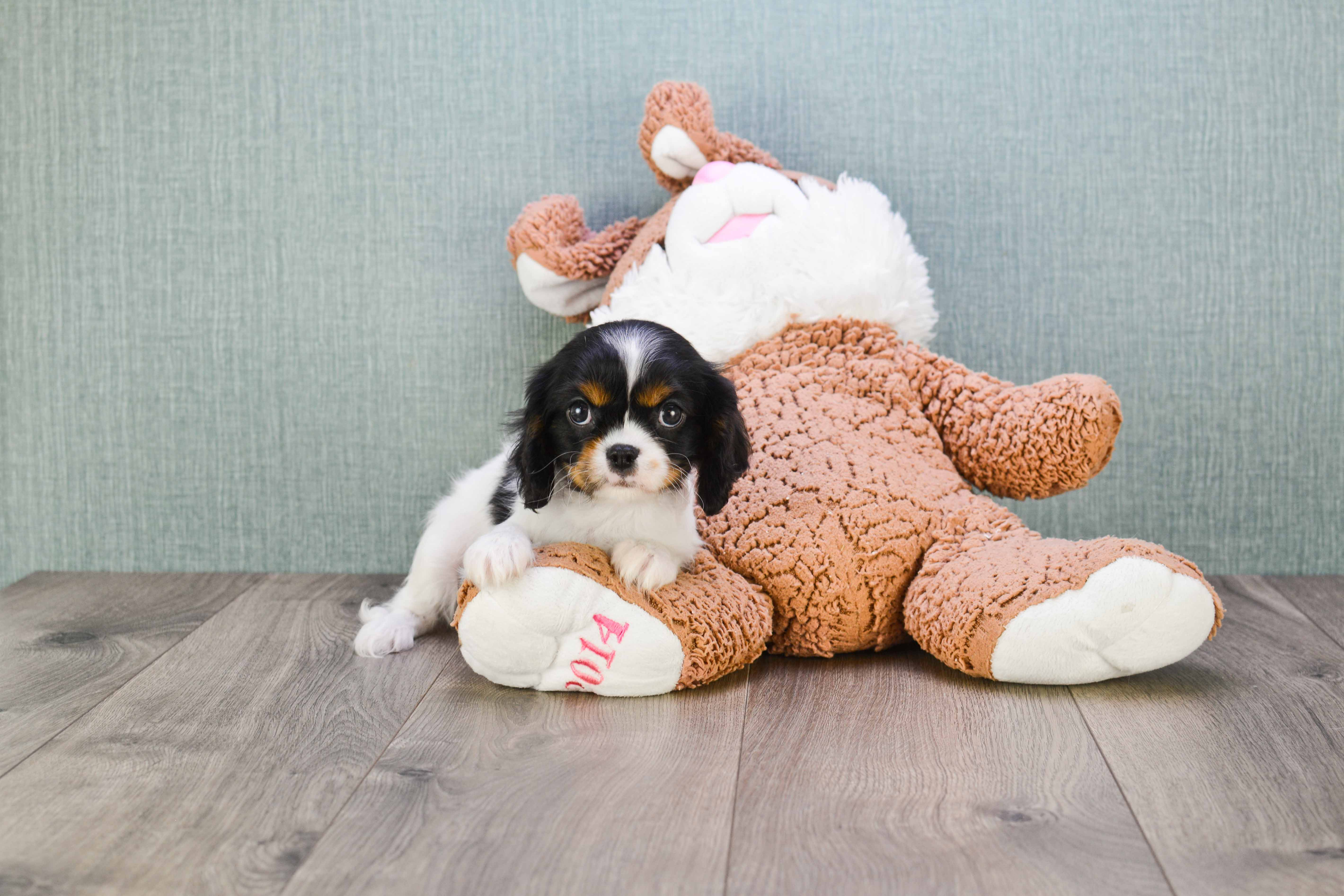 Cavalier King Charles Spaniel Puppy for Adoption