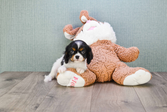 Cavalier King Charles Spaniel Puppy for Adoption