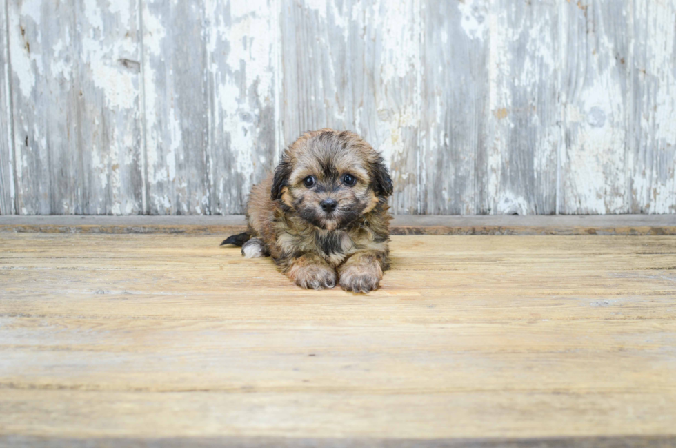 Teddy Bear Pup Being Cute