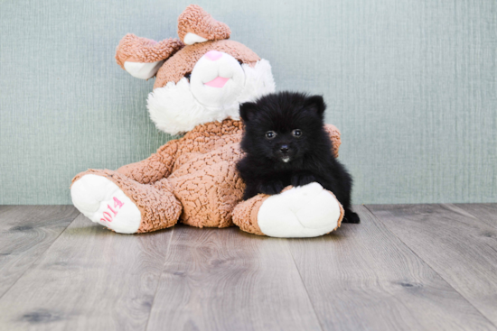 Funny Pomeranian Baby