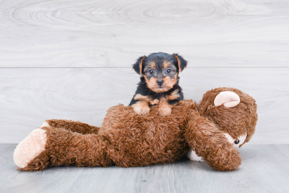 Meet Lisa - our Yorkshire Terrier Puppy Photo 