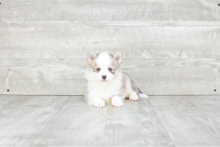 Popular Pomsky Designer Pup