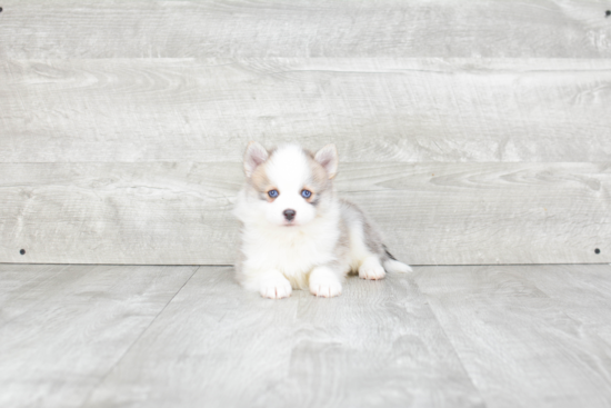 Popular Pomsky Designer Pup