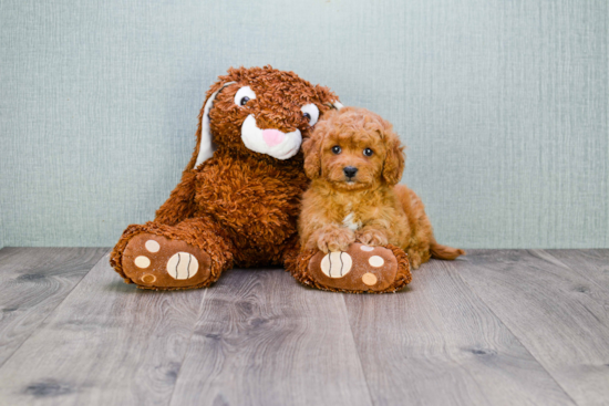 Petite Cavapoo Poodle Mix Pup