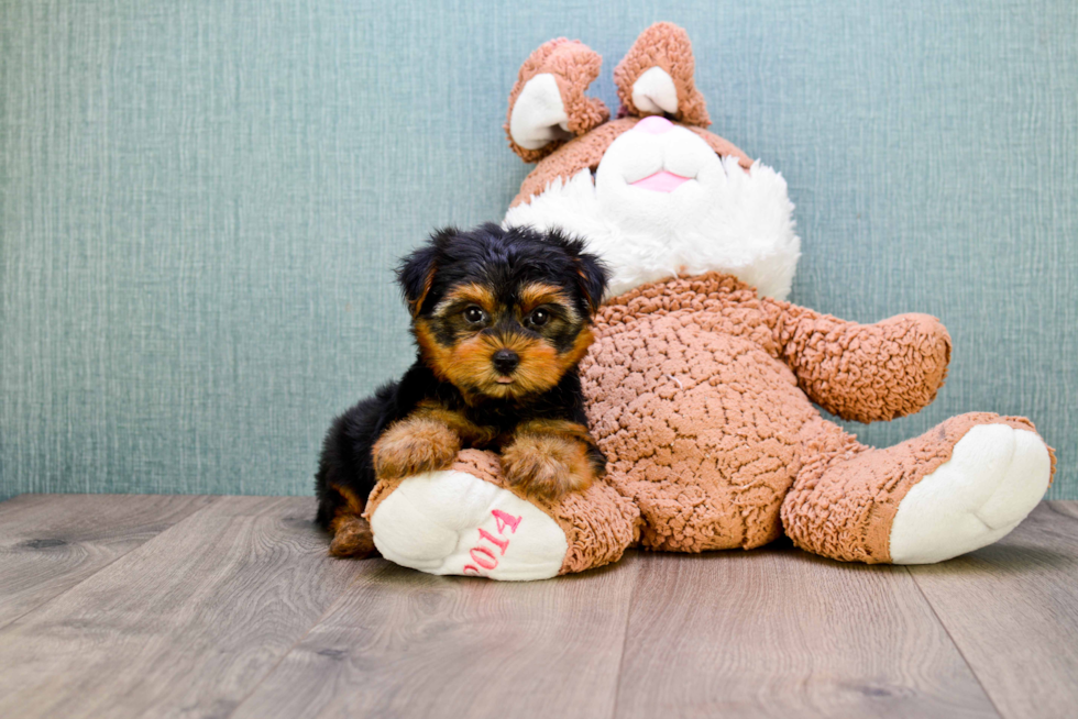 Meet Bella - our Yorkshire Terrier Puppy Photo 