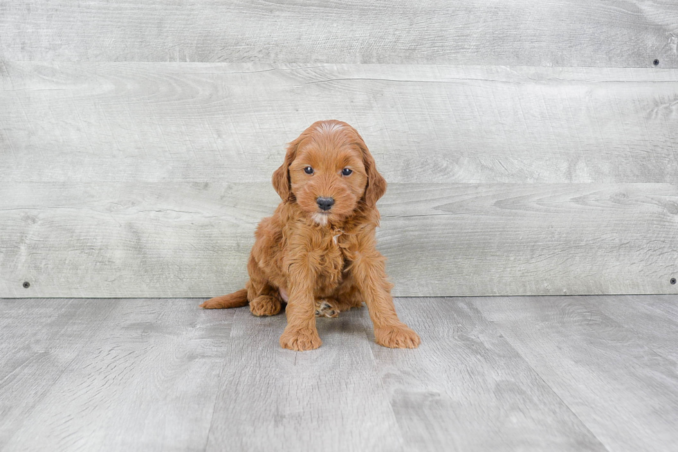 Funny Mini Goldendoodle Poodle Mix Pup