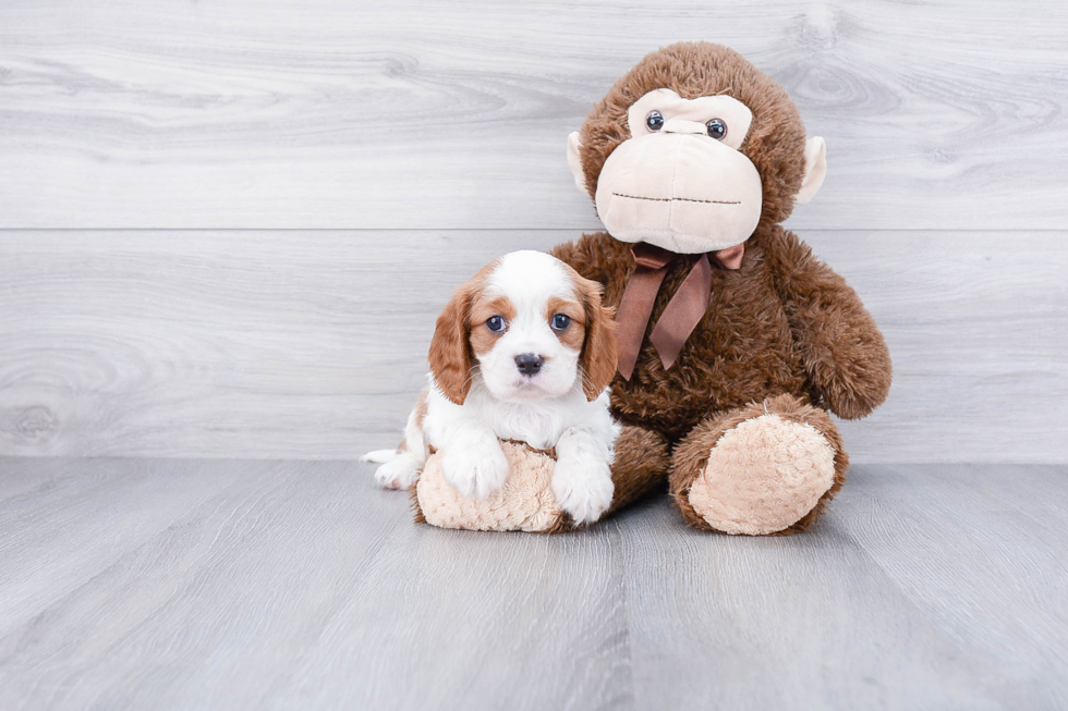 Cavalier King Charles Spaniel Pup Being Cute