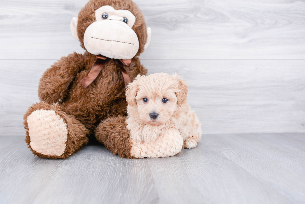 Best Maltipoo Baby