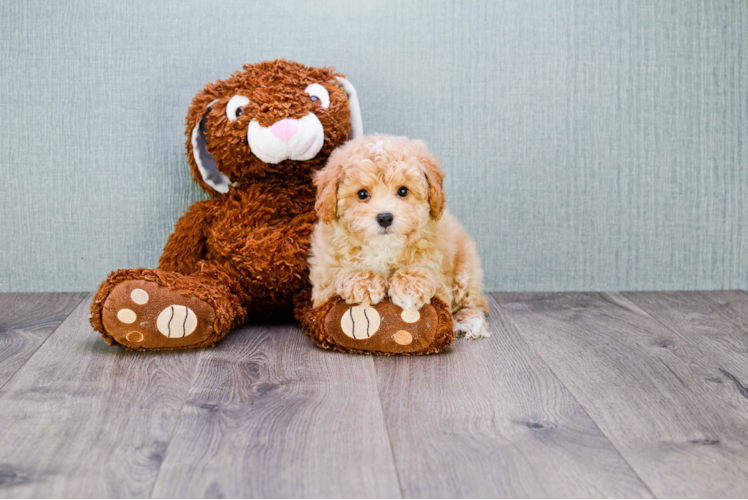 Sweet Maltipoo Baby