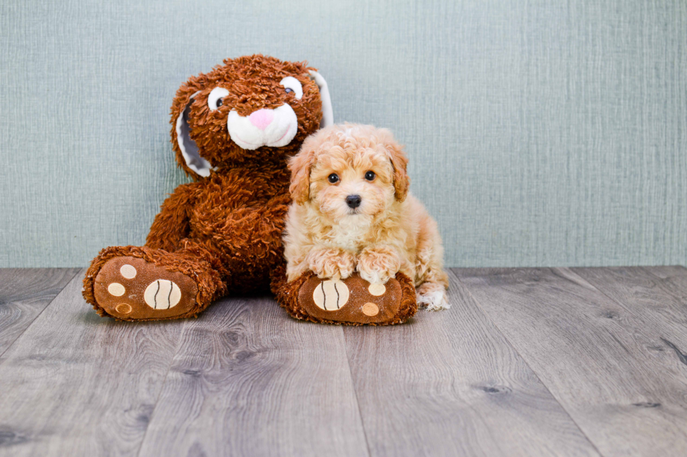 Sweet Maltipoo Baby