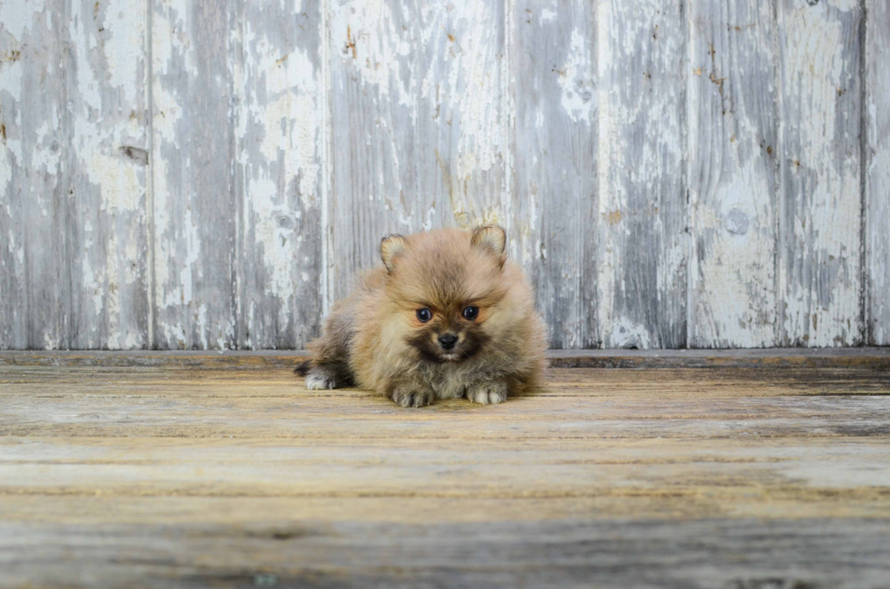 Best Pomeranian Baby