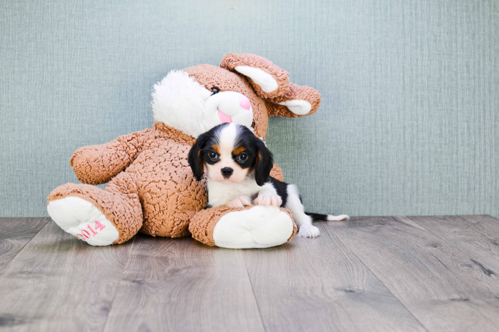 Cavalier King Charles Spaniel Puppy for Adoption