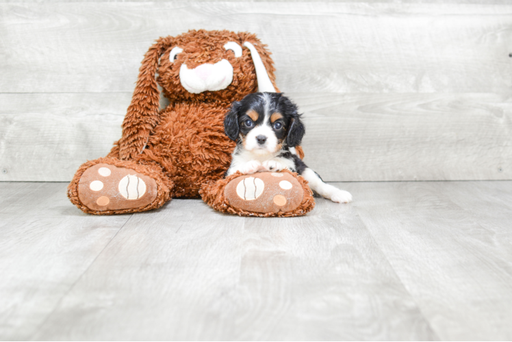 Best Cavalier King Charles Spaniel Baby