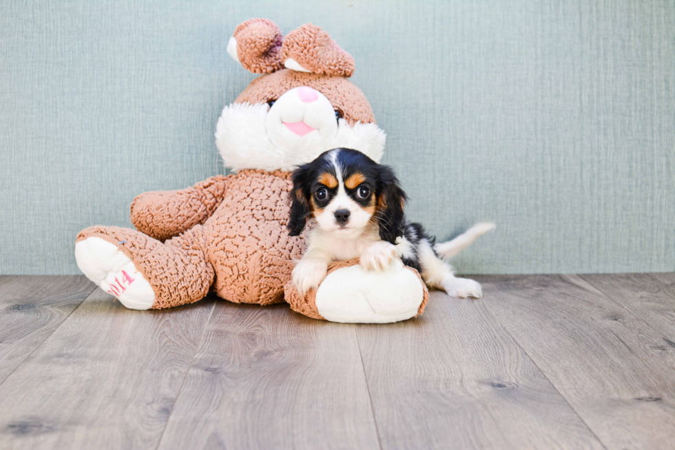 Sweet Cavalier King Charles Spaniel Purebred Puppy