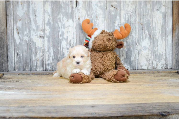 Fluffy Maltipoo Poodle Mix Pup