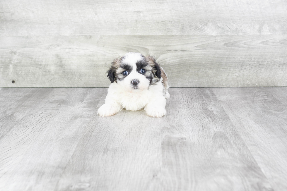 Smart Teddy Bear Designer Pup