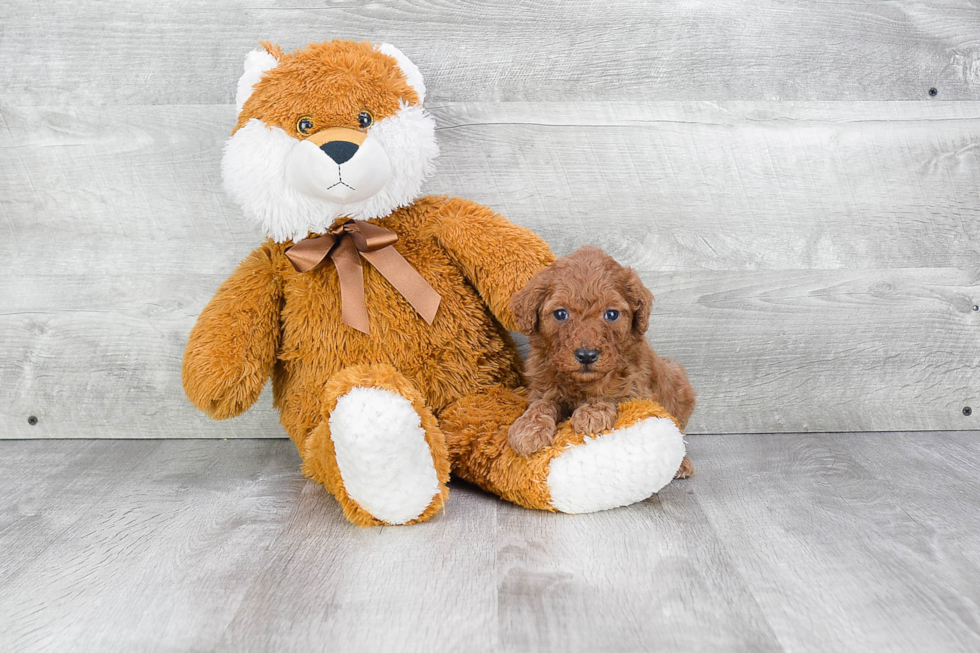 Mini Goldendoodle Puppy for Adoption