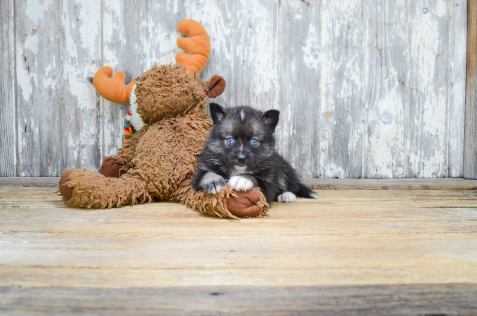 Best Pomsky Baby