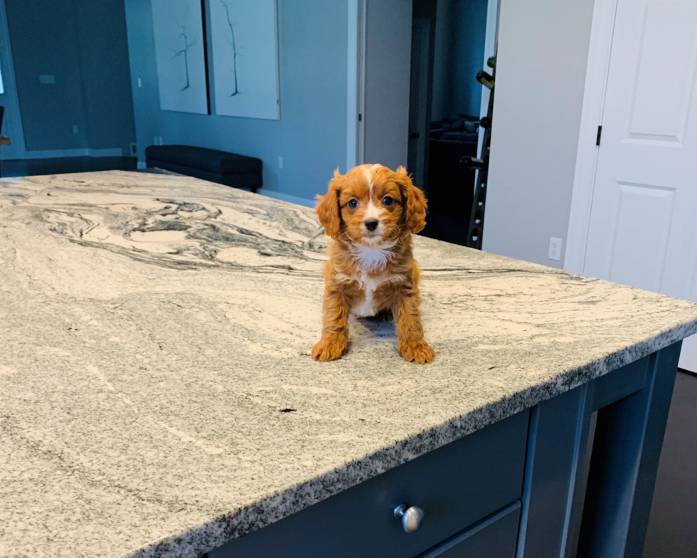 Adorable Cavoodle Poodle Mix Puppy