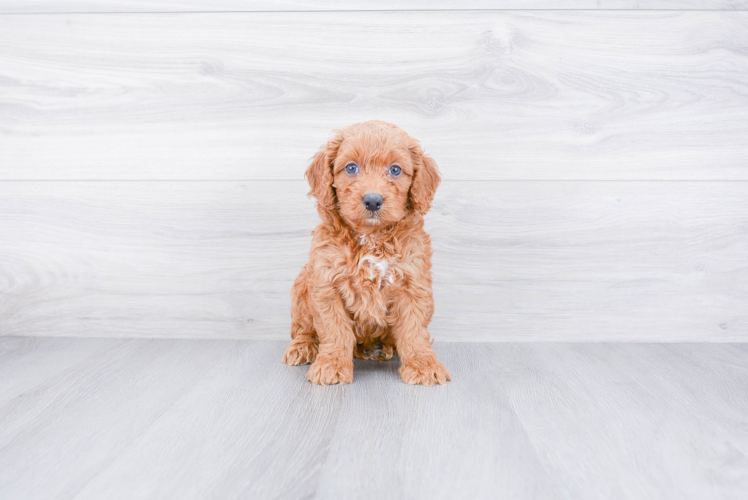 Mini Goldendoodle Pup Being Cute