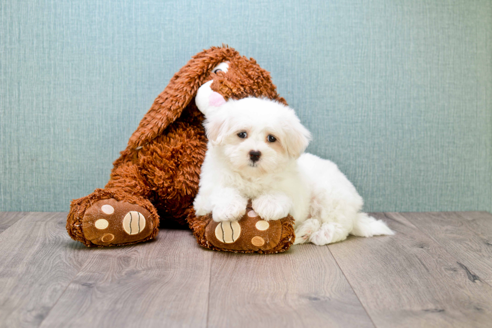 Maltese Pup Being Cute